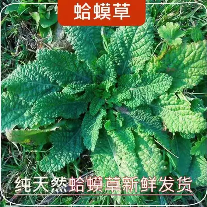 新鲜蛤蟆草癞蛤蟆草蟾蜍草皱皮菜蛤蟆皮雪见草青蛙草荔枝草蛤蟆皮