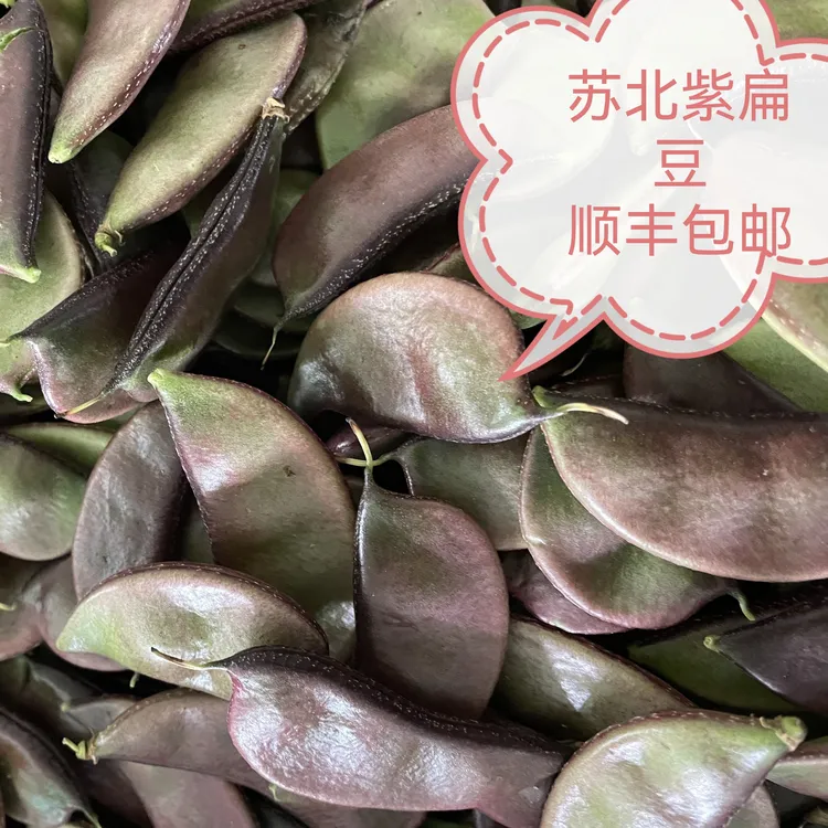 顺丰包邮苏北露天紫扁豆