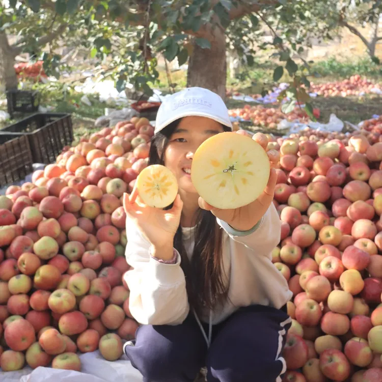 1212精选 新疆阿克苏冰糖心苹果 树上自然成熟 脆甜多汁 顺丰包邮