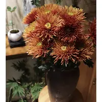 【杨鹏鲜花】多头橙色烟花菊 超长待机 云南鲜花包邮
