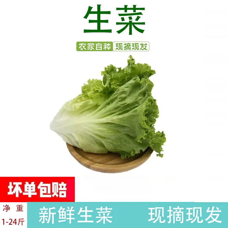 新鲜青菜生菜罗莎绿青菜生菜西餐沙拉食材现摘现发坏了包赔