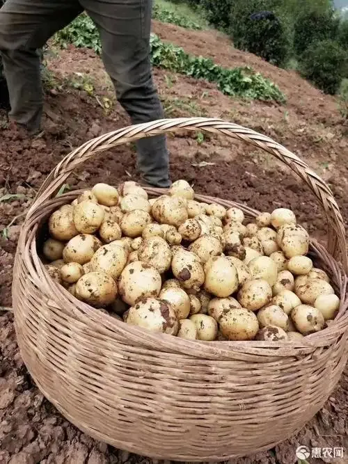 宜昌秭归高山马儿科新鲜洋芋土豆现挖现发