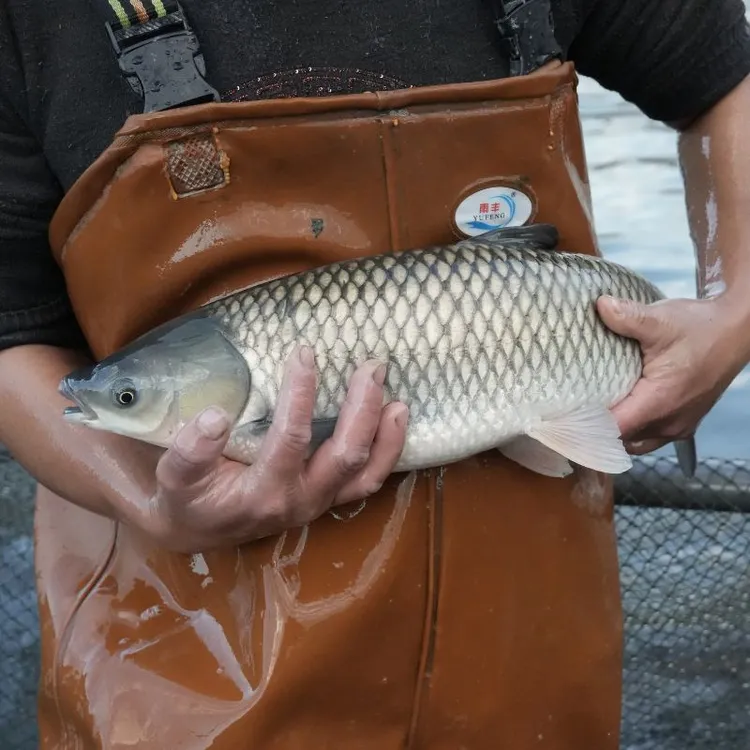 【活体】贵州草鱼草混子（2-30厘米）观赏鱼淡水鱼冷水鱼
