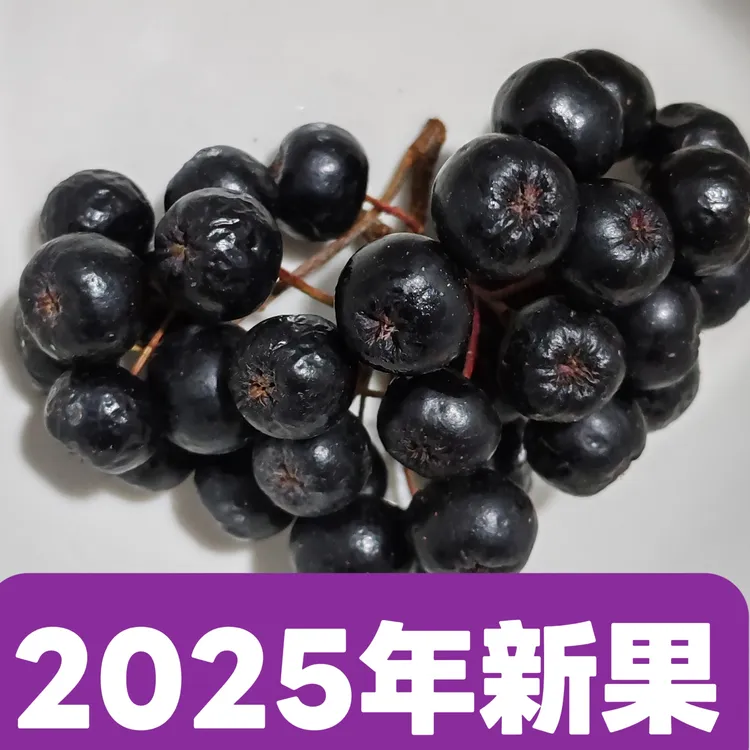 2025年新果 黑果花楸 冻果 保温箱冷冻发货 不老莓 口感微甜发涩