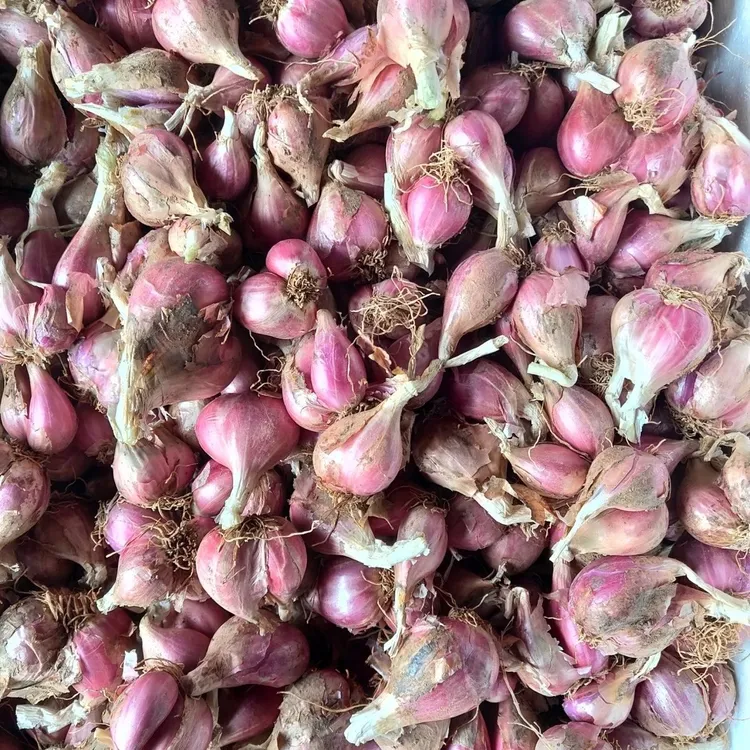 四川正宗红葱头葱种铁葱火葱自家种盆栽红葱头四季种植四季小香葱