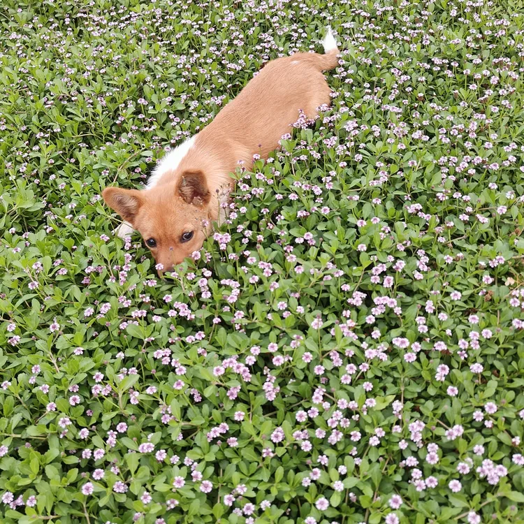 方盘地被植物可替代草坪花卉多年生植物适合庭院盆栽花镜绣球