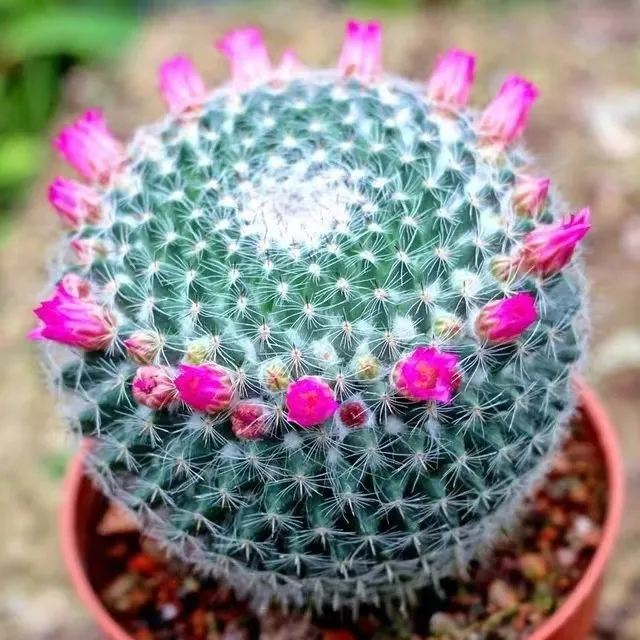 【小清新】玉翁仙人球带花苞小盆栽桌面绿植仙人球大全新款