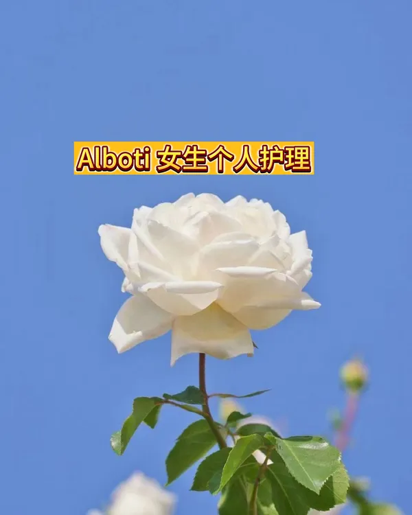 Alboti ayallar 原装进口 头发护理