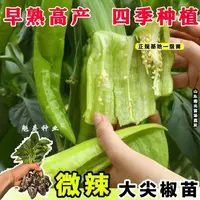 高产辣椒苗四季种尖椒苗子微辣蔬菜苗农家田园家庭阳台盆栽菜种苗