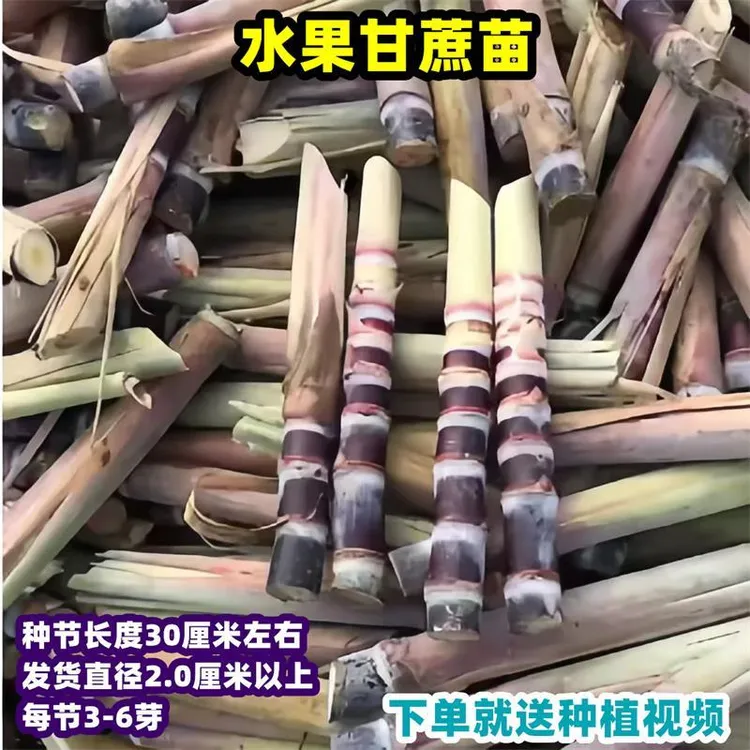 薄皮广西黑皮甘蔗苗种带芽孢种植农家黄金苗种水果甜甘蔗种苗种子