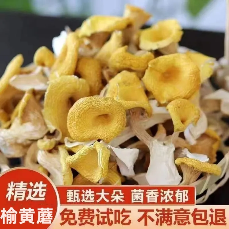 东北榆黄蘑菇干货新鲜黄金菇鸡油菌香菇榆黄蘑煲汤特产