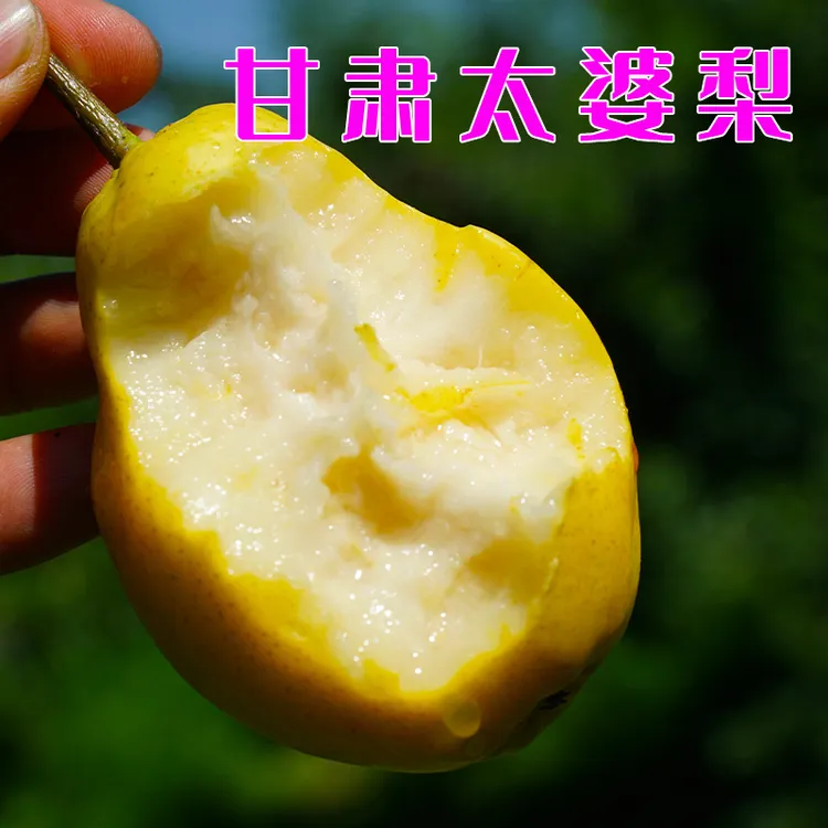 正宗甘肃太婆梨香蕉梨新鲜现摘孕妇水果软糯香甜3斤包邮