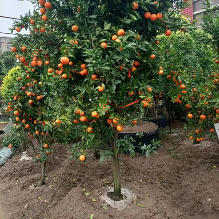沙糖桔树苗地栽盆栽南方北方种植橘子树苗柑桔果树果苗嫁接砂糖橘