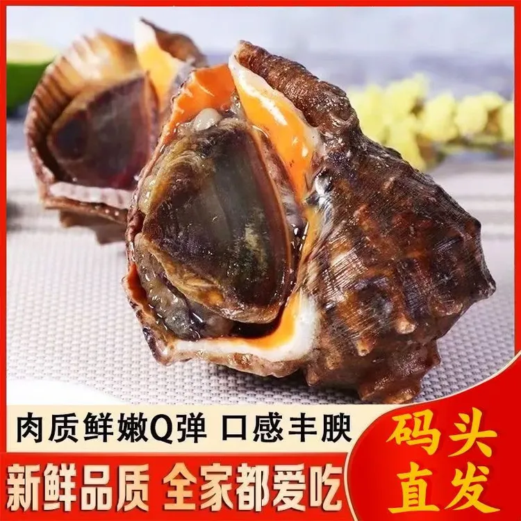 海螺鲜活批发特大 海捕现发新鲜野生大中小超肥海螺贝类海鲜水产