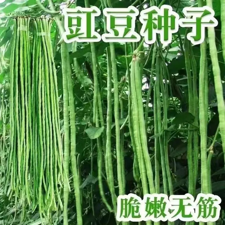 新疆包邮高产种子长豆角春秋播种阳台庭院蔬菜种子拍一发3