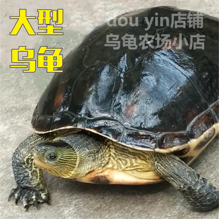 大型乌龟活体大乌龟活龟长寿招财龟观赏宠物龟淡水外塘草龟