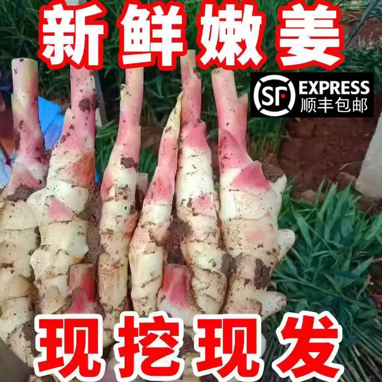 安徽无为特产新鲜嫩姜仔姜红芽鲜姜生姜子姜安徽白姜竹姜3斤包邮