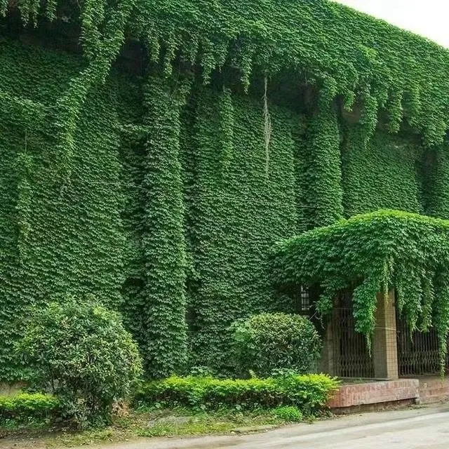 爬山虎种子爬墙虎四季爬藤藤地锦植物阳台观叶植物种籽