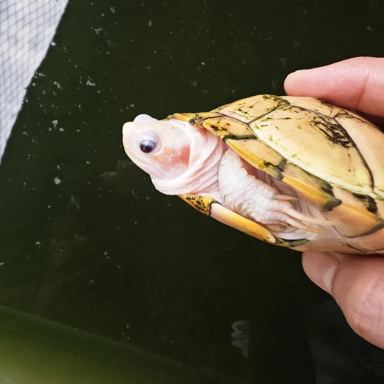 拍观赏宠物乌龟活体人工繁育深水浅水龟苗【私拍不发】粉雪焦糖沼泽