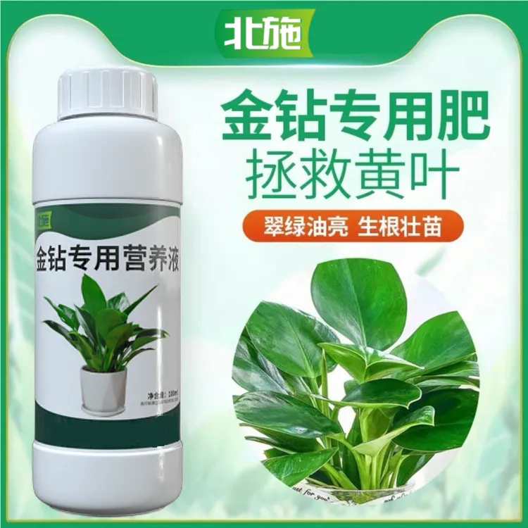 北施大叶金钻专用营养液肥黄叶卷边绿植通用型免稀释植物花肥料商品图
