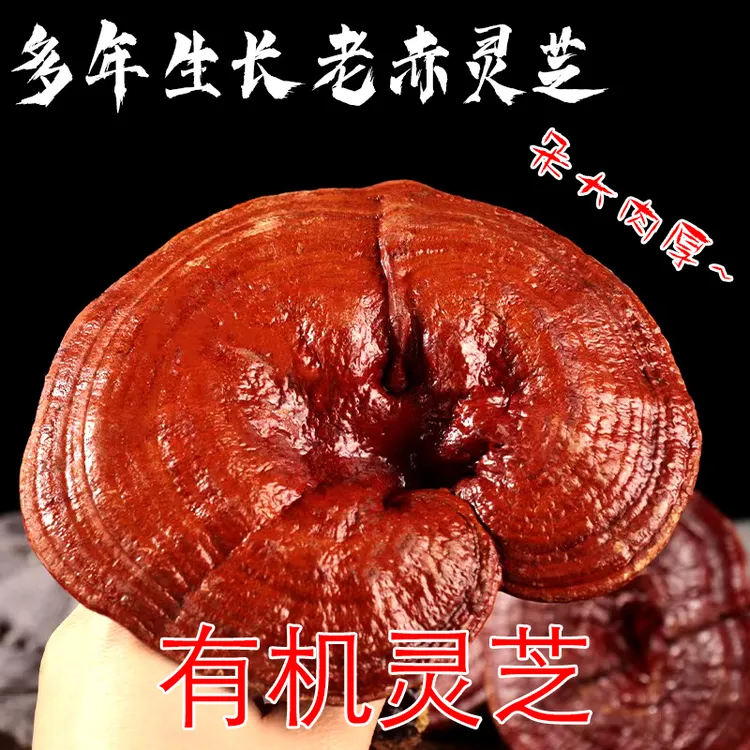 有机长白山赤灵芝正品食用泡酒煲汤花整枝非野生[单支35-55克]