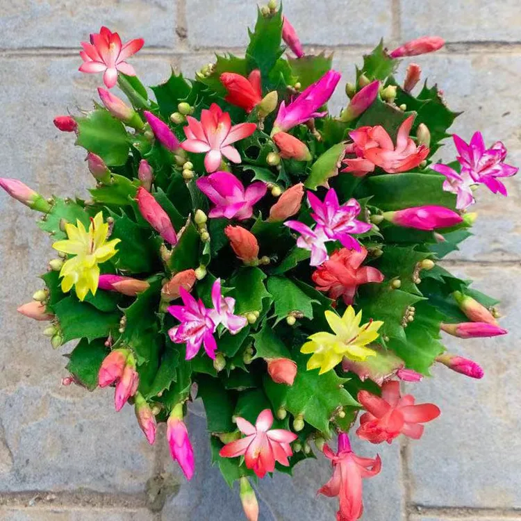 重瓣蟹爪兰盆栽多色花卉室内阳台好养活四季开花耐悍绿植四季开花