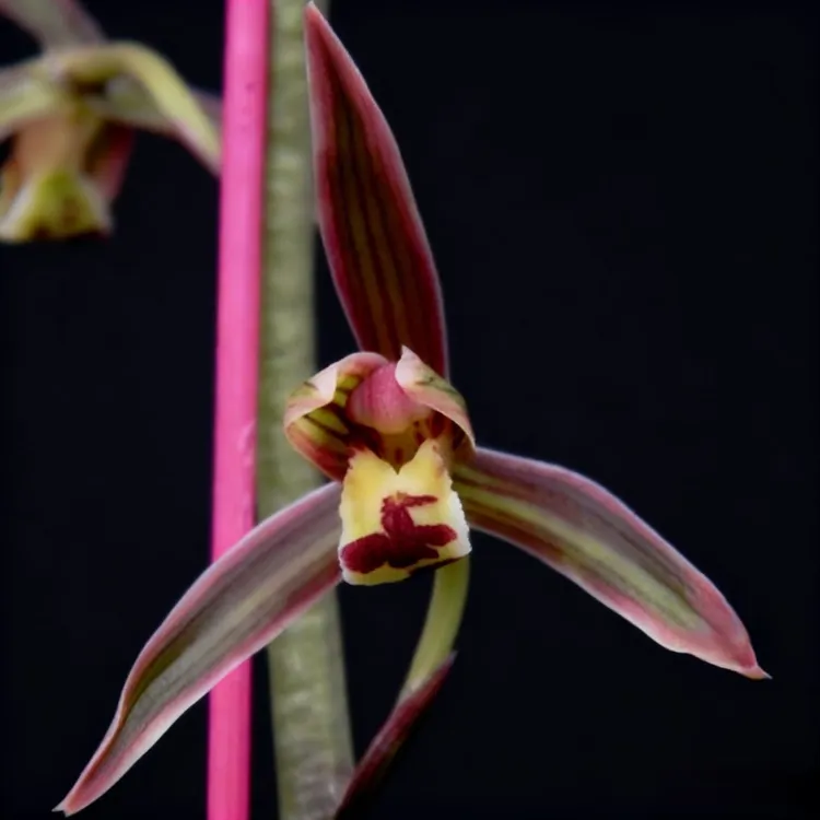 浓香型复色花一杆多花四季兰室内绿植盆栽好养易活兰草