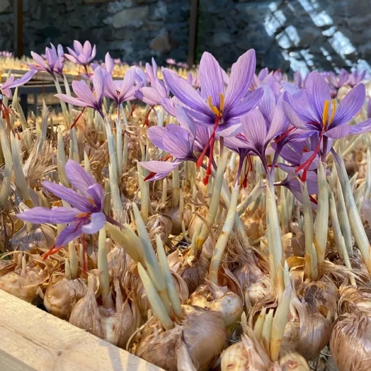 藏红花种球多年生种植室内阳台庭院花卉植物盆栽耐寒好养活