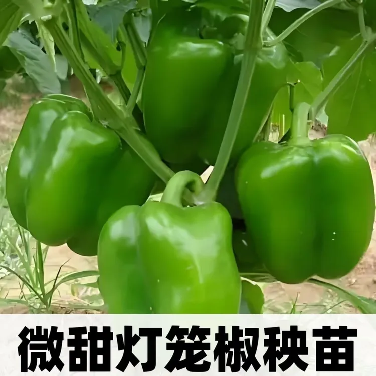 正品灯笼椒秧苗不辣的辣椒苗带土青椒菜椒甜椒绿灯笼辣椒春季盆栽