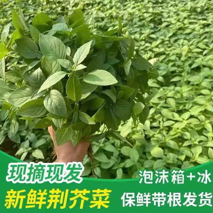 芥菜叶河南荆菜新鲜现摘现发大叶农家种植凉拌调味菜