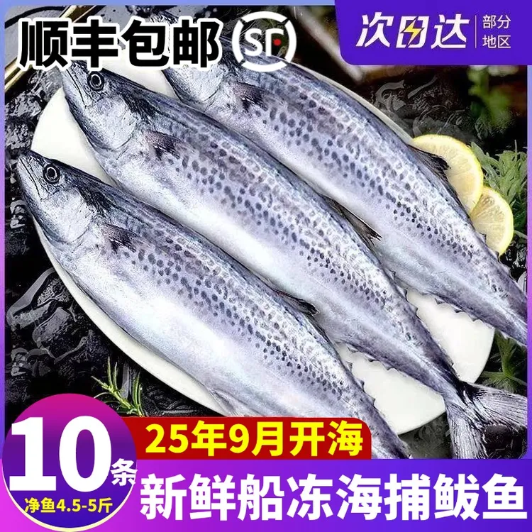 石岛海捕鲅鱼10条，顺丰冷链发货，单冻小鲅鱼
