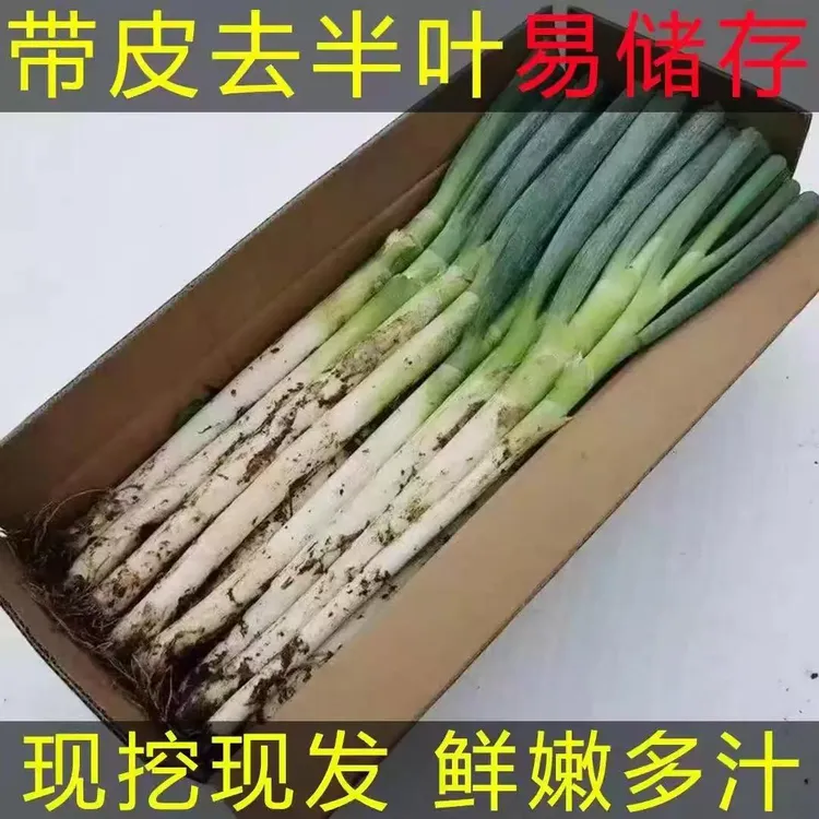 新鲜铁杆大葱现挖现发甜脆多汁蔬菜产地直发鲜嫩脆带皮去半叶