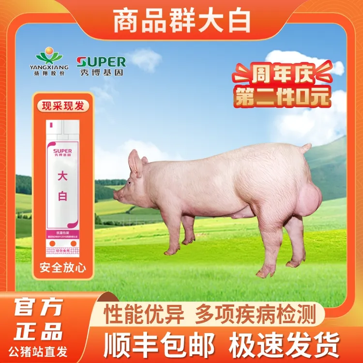 【曼蒂专属】秀博猪种精大白母猪原种大白公猪二元母猪猪种精液