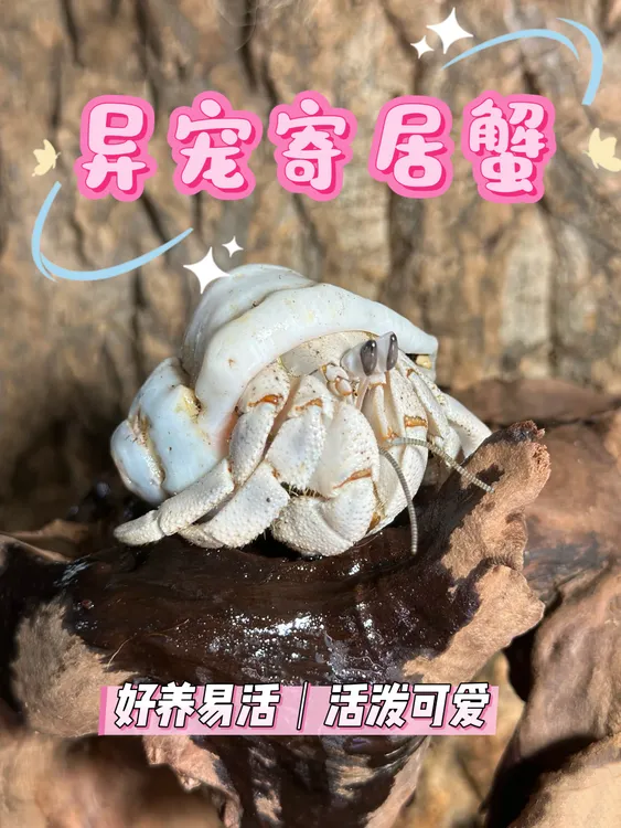 寄居蟹补差价专拍链接