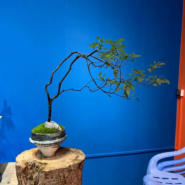 【茶台飘】海岛春花室内绿植装饰办公室书房客厅茶空间造景植物