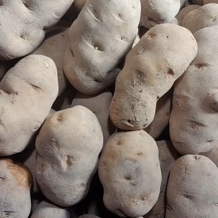 黄心马耳科高山黄皮黄心土豆黄心洋芋正宗洋芋小土豆老品种马尔科