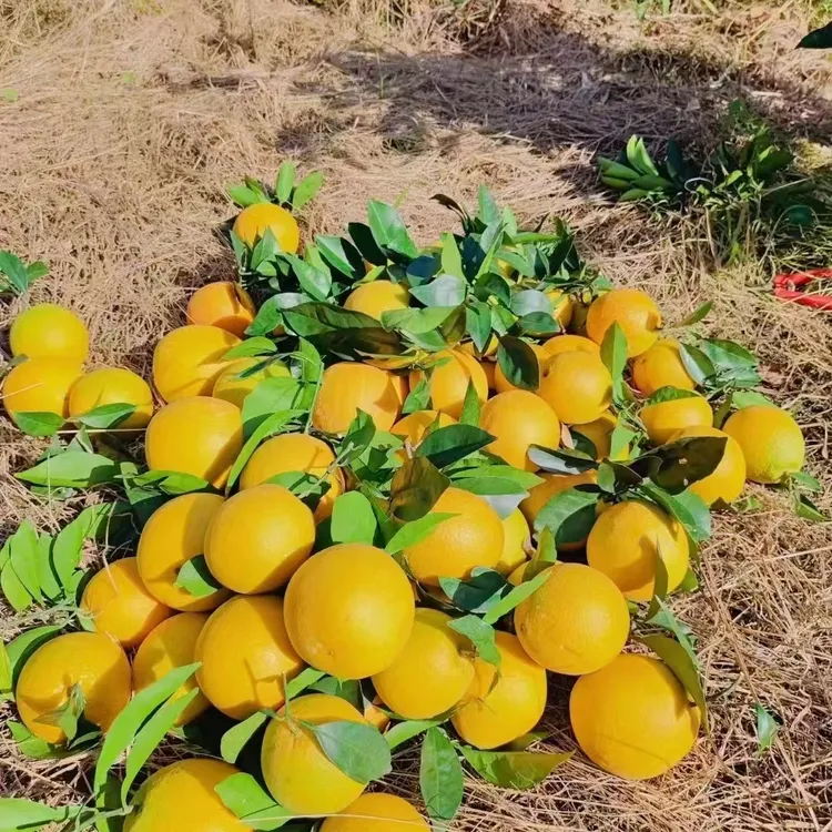 正宗赣南早脐橙现摘手剥香甜爆汁应季水果产地直发平安橙子