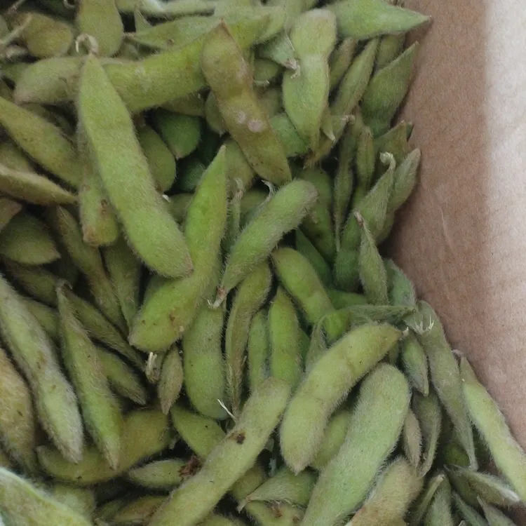 现摘新鲜带壳毛豆农家鲜嫩当季蔬菜特产