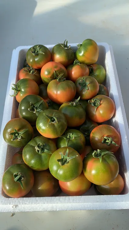 草莓柿子 小果五斤装