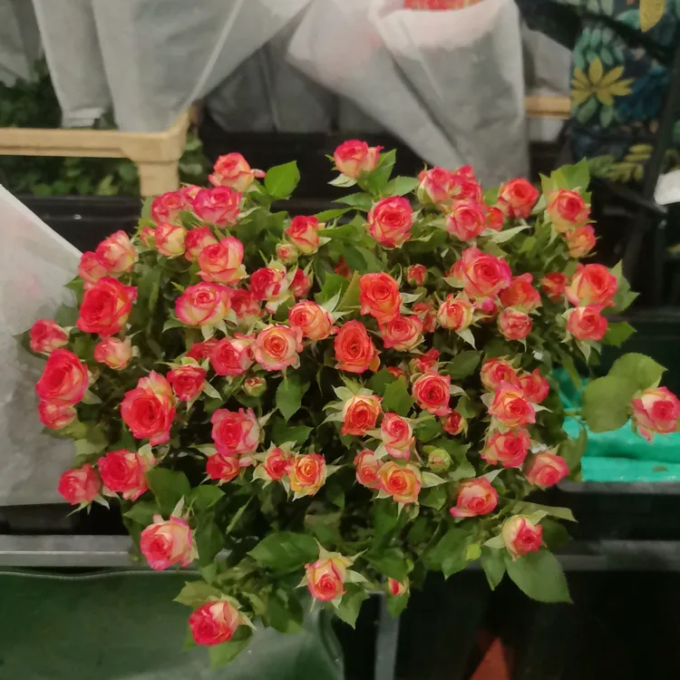 随机多头玫瑰新鲜鲜花花束云南鲜花基地直发适合客厅装饰