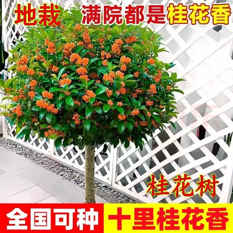 庭院地栽大型桂花树苗浓香花卉四季常青植物盆景金桂丹桂室内盆栽商品图