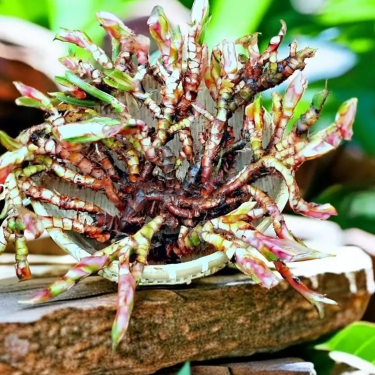 江西深山野外石菖蒲根中药材干货自采石九节根