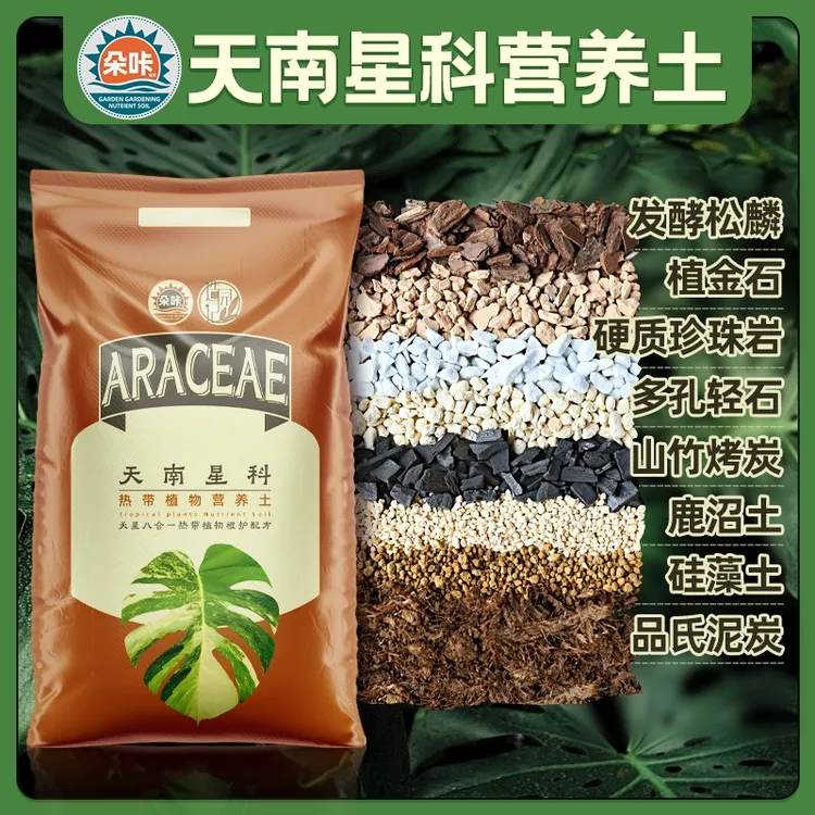 天南星科八合一配土促根绿植龟背竹适合锦化龟背竹蔓绿绒芋科花烛