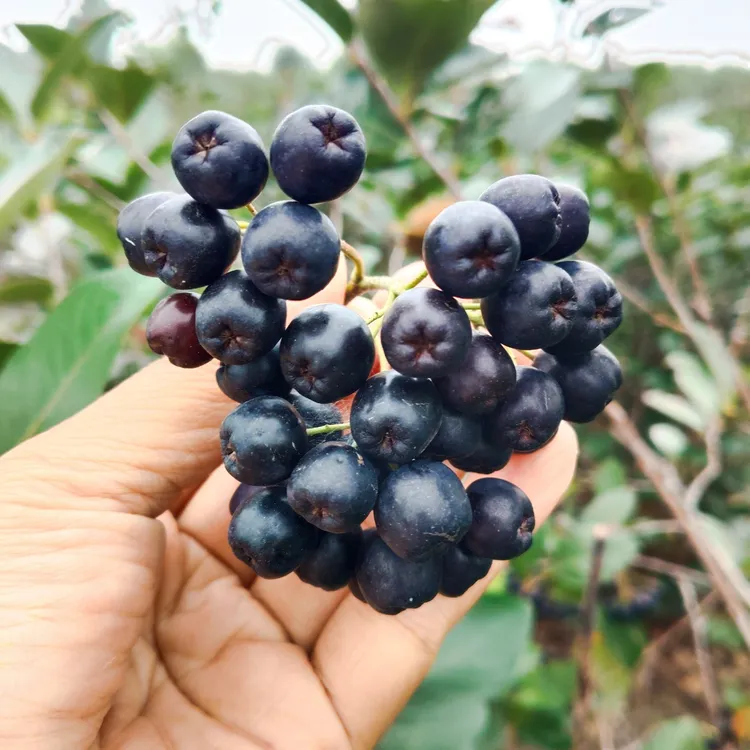 不老莓果酱25年鲜果+东北原始森林椴树蜜花青素嘎嘎多顺丰发货