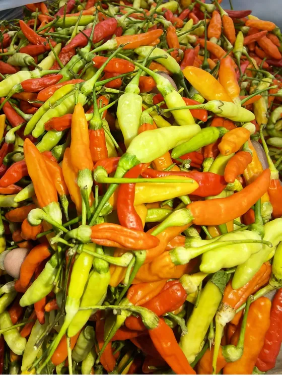 老品种农家散种特辣椒新鲜采摘