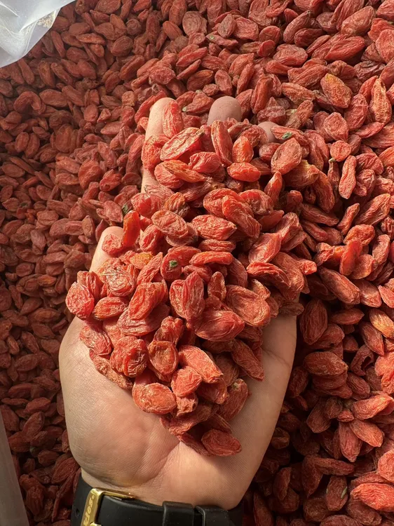 新疆精河红枸杞干 tabi kezil alkat