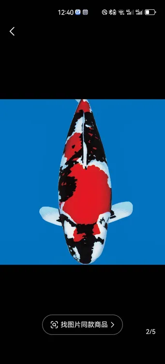 纯种血统大正三色锦鲤冷水淡水观赏鱼好养耐活