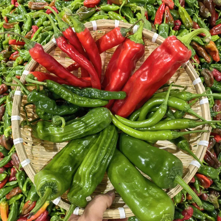【安徽辣椒拼盘】安徽现摘辣椒组合3斤产地直发新鲜现采多样混搭