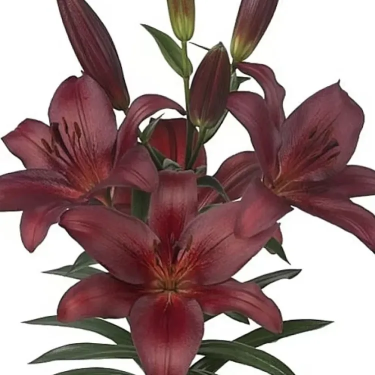 《走红周长12/14》单瓣无香百合种球1颗