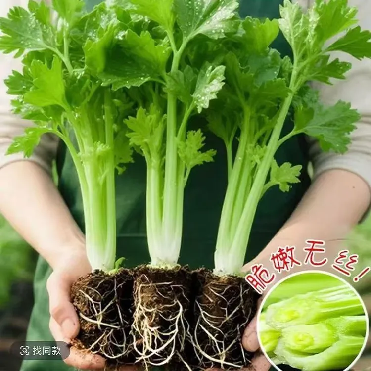 【芹菜苗40棵】小香芹秧苗带土发货根芹苗阳台盆栽耐寒蔬菜盆栽地栽